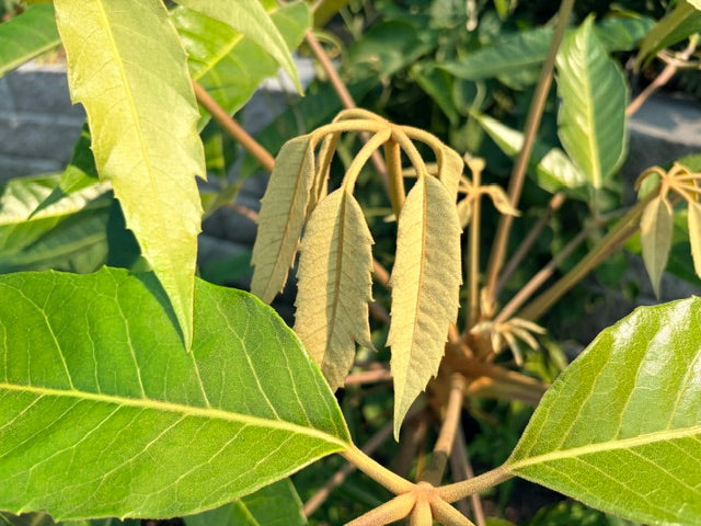 Schefflera delavayi (Hardy Schefflera)