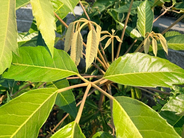 Schefflera delavayi (Hardy Schefflera)