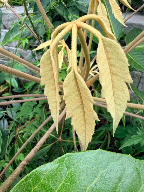 Schefflera delavayi (Hardy Schefflera)