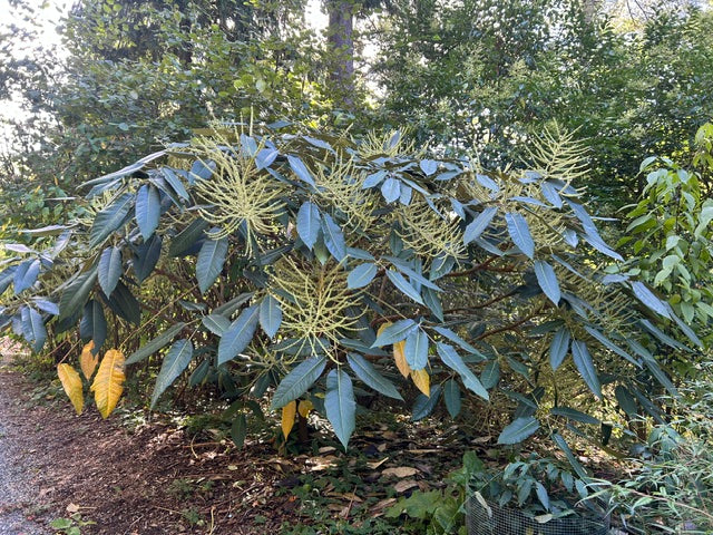 Schefflera delavayi (Hardy Schefflera)
