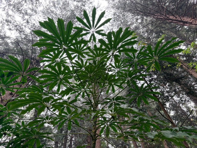 Schefflera taiwaniana (Hardy Umbrella Tree)