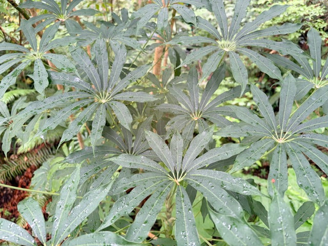Schefflera taiwaniana (Hardy Umbrella Tree)