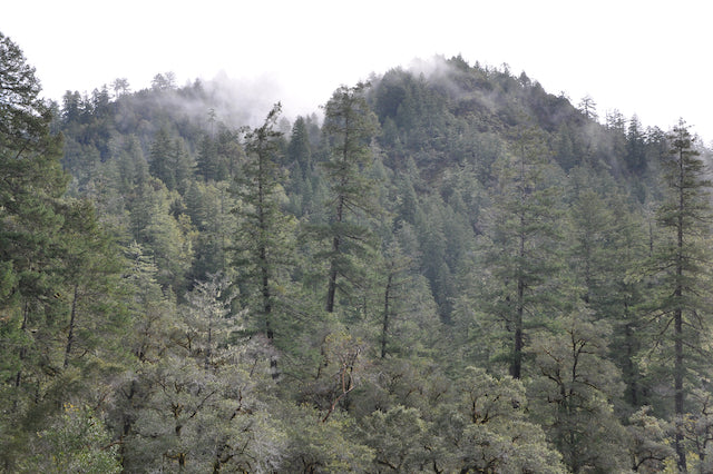 Sequoia sempervivens  (Coast Redwood)