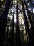 Sequoia sempervivens  (Coast Redwood)