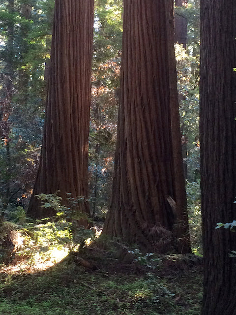 Sequoia sempervivens  (Coast Redwood)