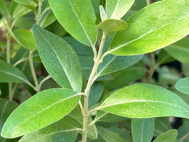 Shepherdia argentea  (Silver Buffaloberry)