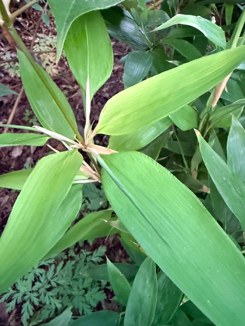 Shibataea kumasaca  (Ruscus Bamboo)