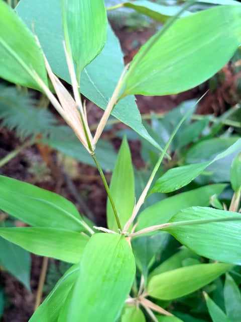 Shibataea kumasaca  (Ruscus Bamboo)