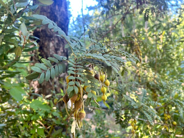 Sophora macrocarpa 118SCAH25CHI (Mayu)