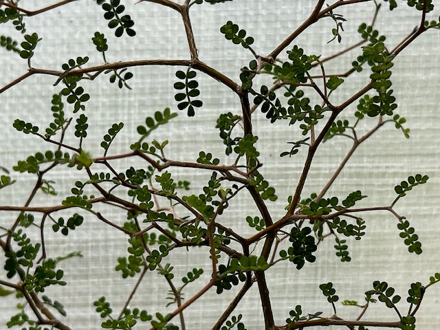 Sophora prostrata 'Little Baby' (Dwarf Kowhai)