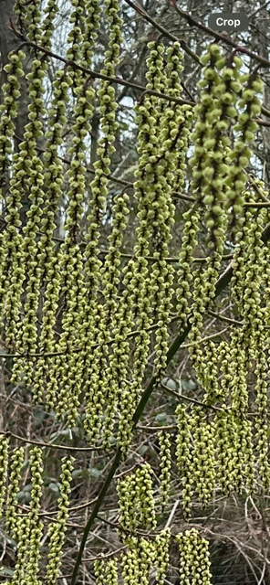 Stachyurus praecox 'Magpie' (Variegated Stachyurus)