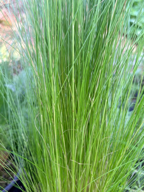 Stipa ichu (Peruvian Feather Grass)