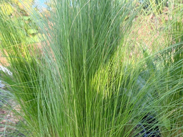 Stipa ichu (Peruvian Feather Grass)