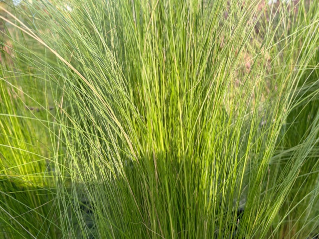 Stipa ichu (Peruvian Feather Grass)