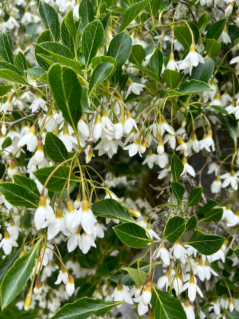 Styrax japonicus  (Snowbell)