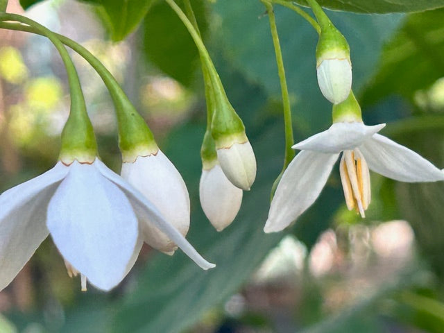 Styrax japonicus 'White Knight' (Japanese Snowbell)
