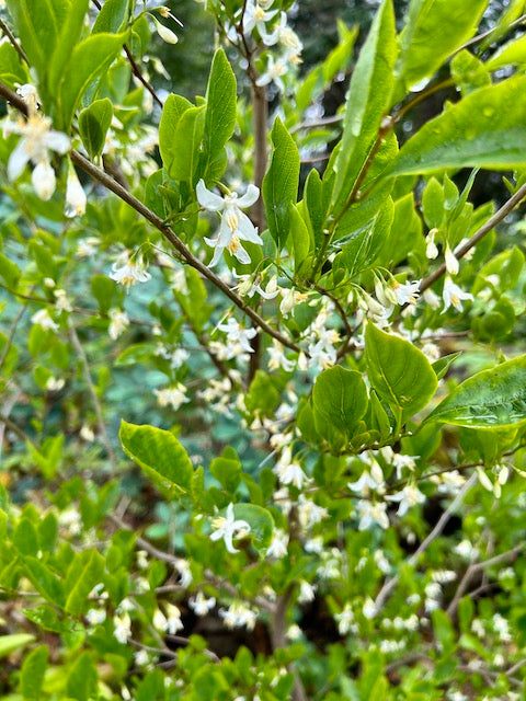 Styrax wilsonii (Wilson&#39;s Snowbell)