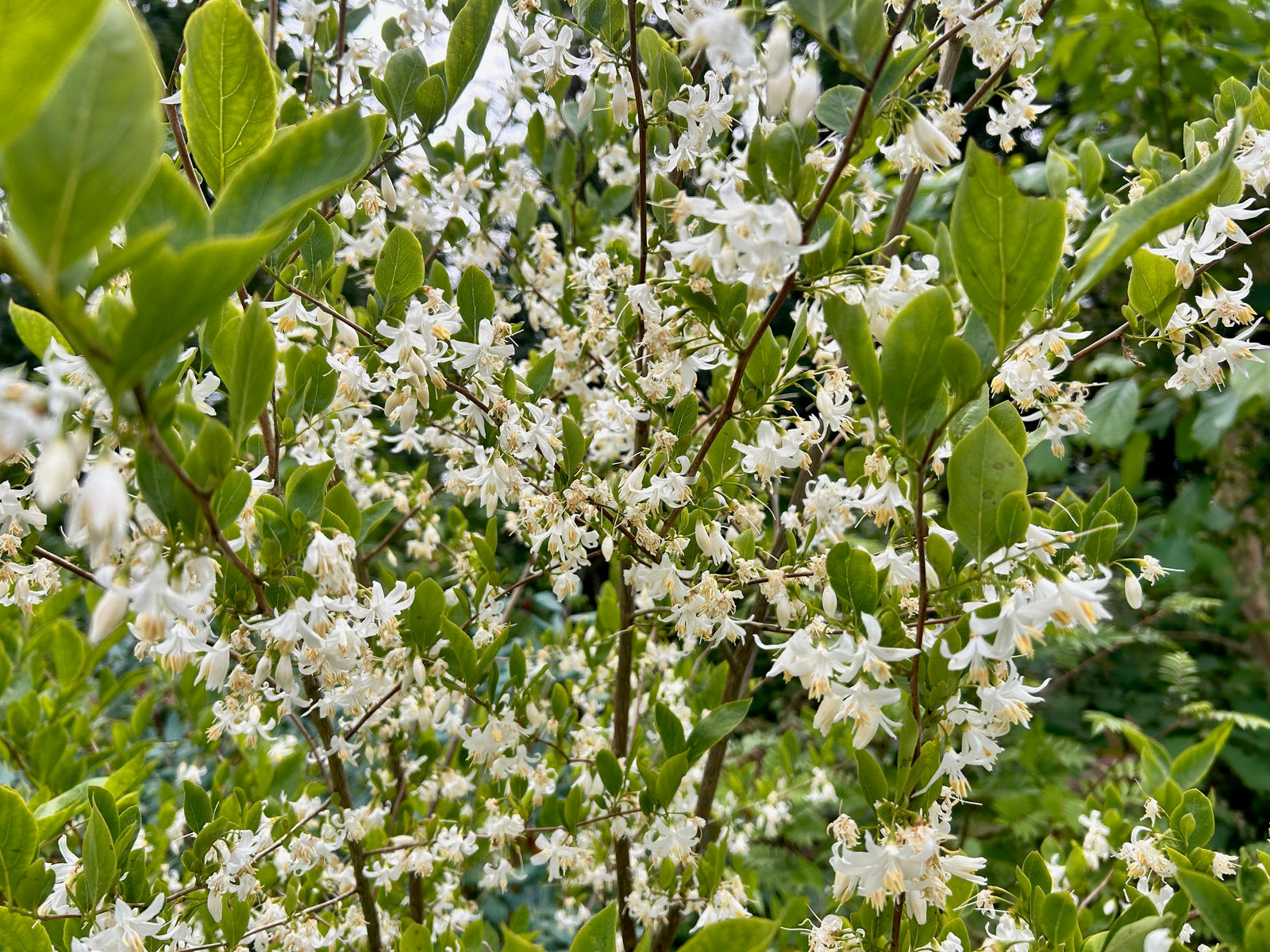 Styrax wilsonii (Wilson's Snowbell)