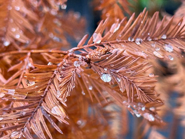 Taxodium distichum (Bald Cypress)