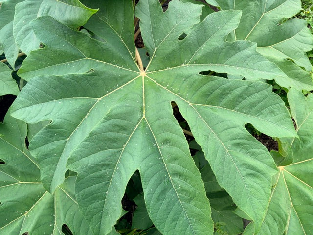 Tetrapanax  papyrifer 'Rex'  (Giant Rice Paper Plant)