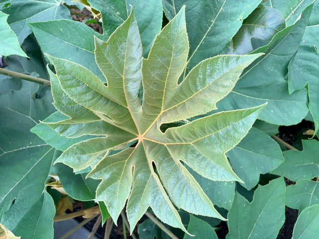 Tetrapanax  papyrifer 'Rex'  (Giant Rice Paper Plant)