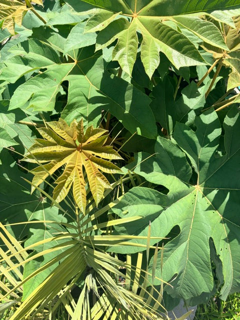 Tetrapanax  papyrifer 'Rex'  (Giant Rice Paper Plant)