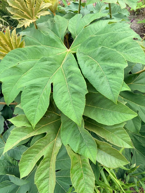 Tetrapanax  papyrifer 'Rex'  (Giant Rice Paper Plant)