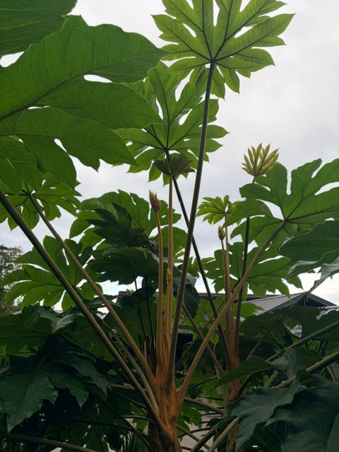 Tetrapanax  papyrifer 'Rex'  (Giant Rice Paper Plant)