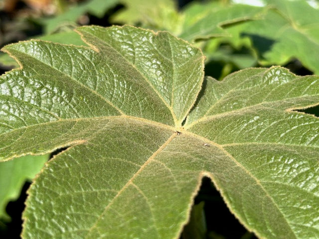 Tetrapanax  papyrifer 'Rex'  (Giant Rice Paper Plant)
