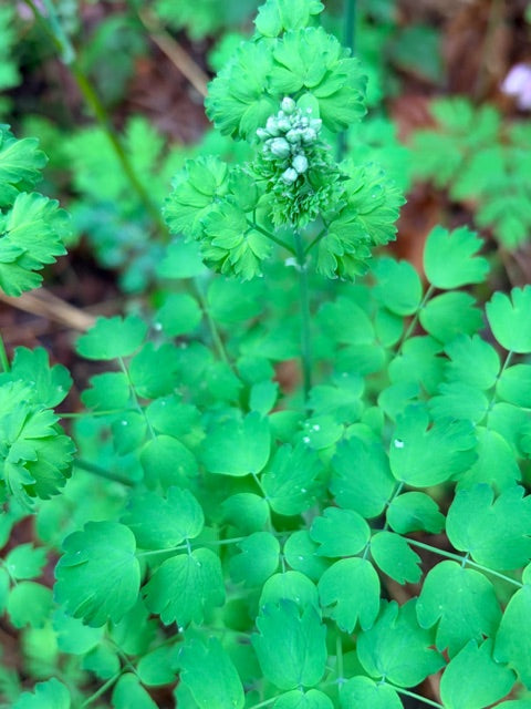 Thalictrum fendleri v. polycarpum (Meadow Rue)