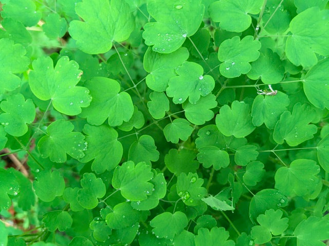 Thalictrum fendleri v. polycarpum (Meadow Rue)