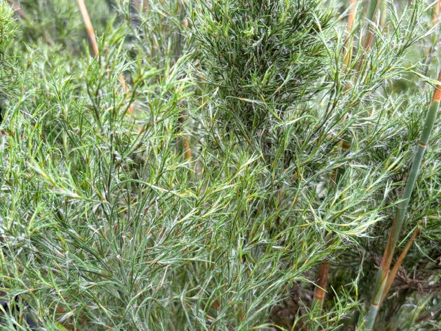 Thamnochortus cinereus (Cape Rush)