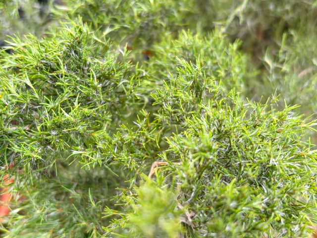 Thamnochortus cinereus (Cape Rush)