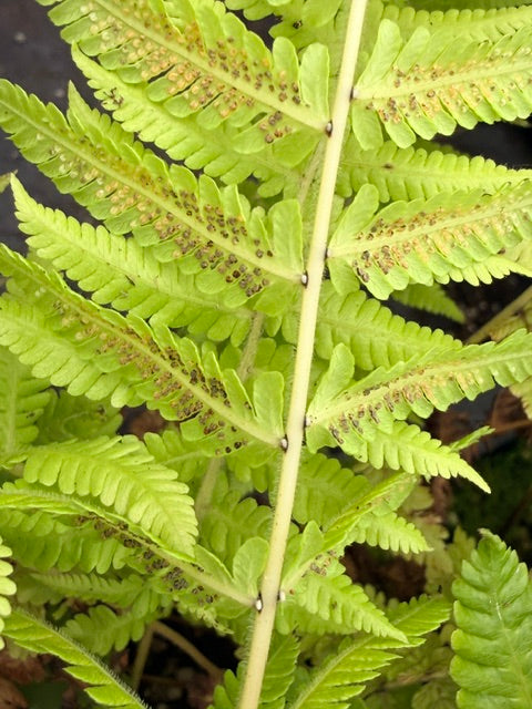 Thelypteris sp.  (Himalayan Maiden Fern)