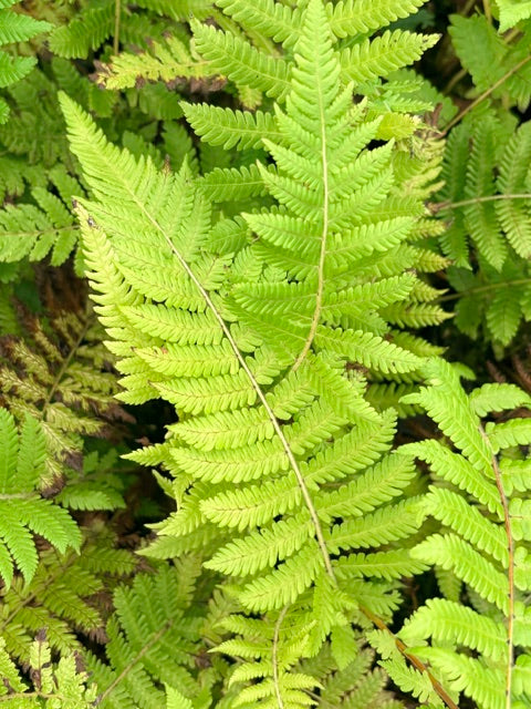Thelypteris sp.  (Himalayan Maiden Fern)