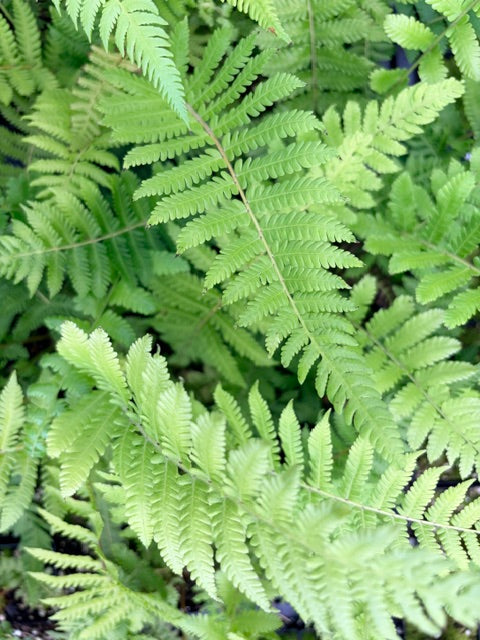 Thelypteris sp.  (Himalayan Maiden Fern)