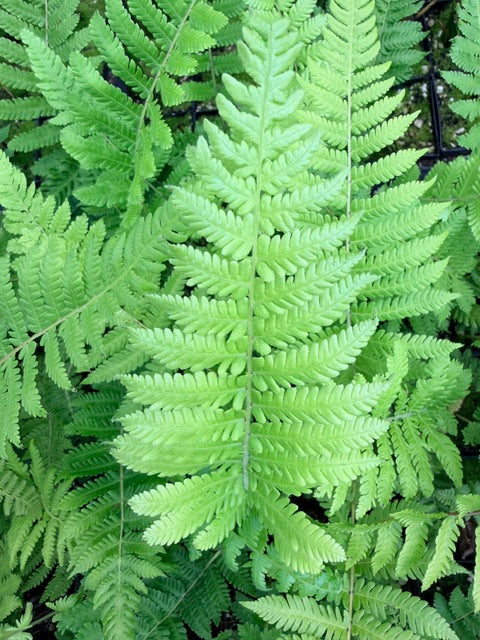 Thelypteris sp.  (Himalayan Maiden Fern)