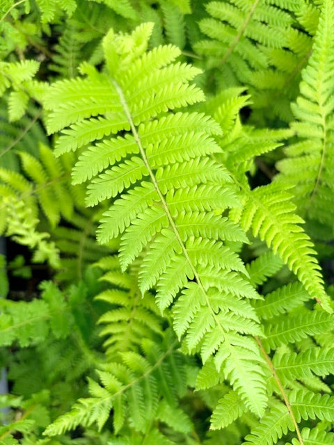 Thelypteris sp.  (Himalayan Maiden Fern)