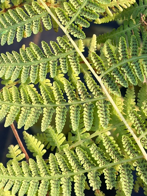 Thelypteris torresiana  (Mariana Maiden Fern)