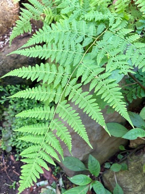 Thelypteris torresiana  (Mariana Maiden Fern)