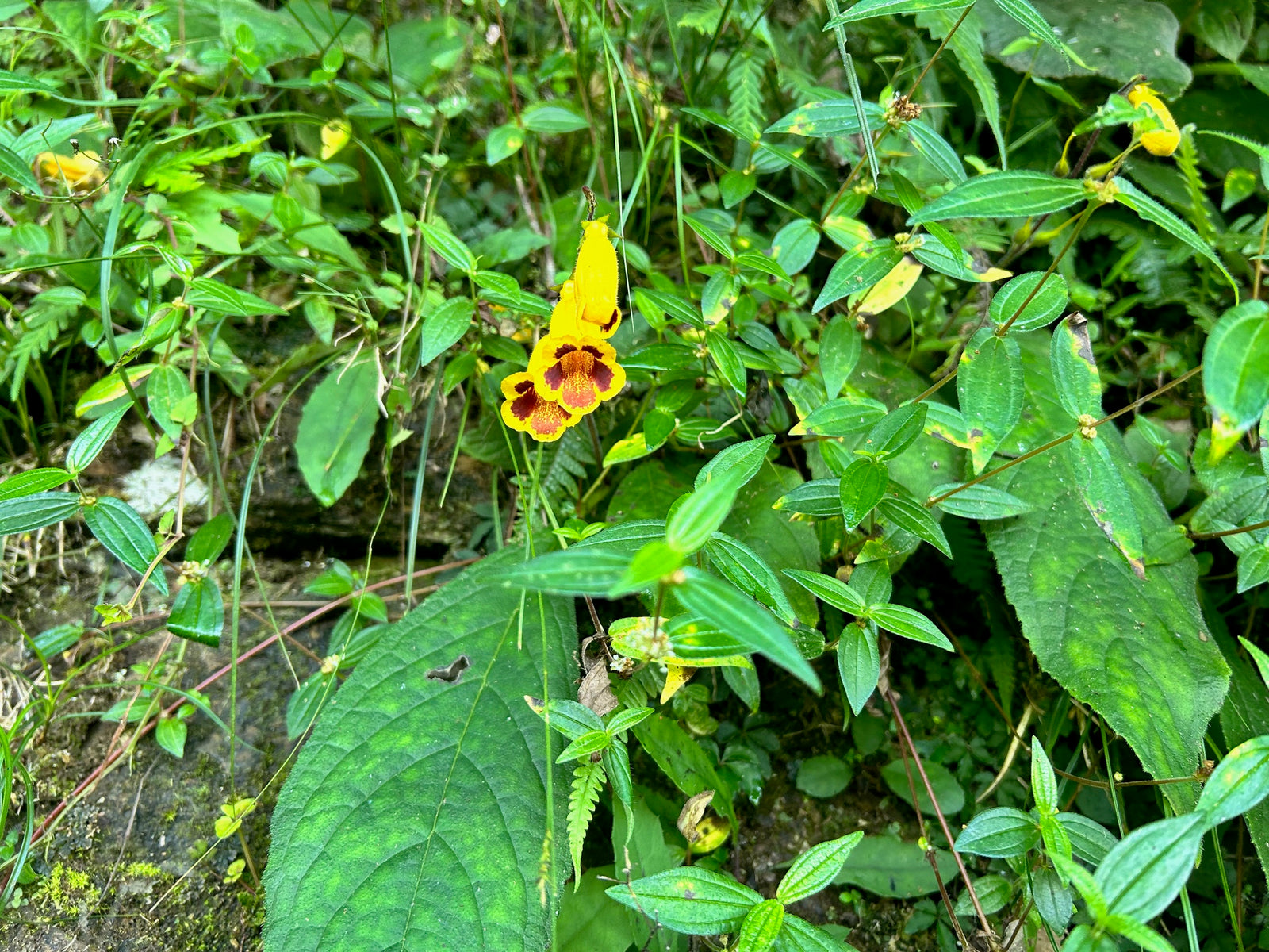 Titanotrichum oldhamii  (Oldham's Gold Woodland Foxglove)