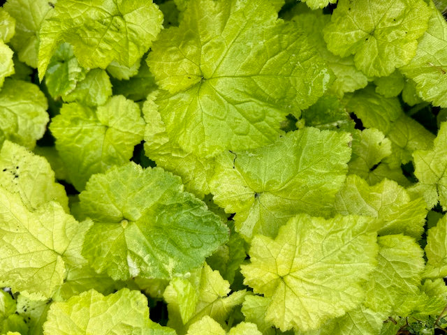 Tolmiea menziesii 'Cool Gold'  (Youth-on-age, Piggy-back Plant)