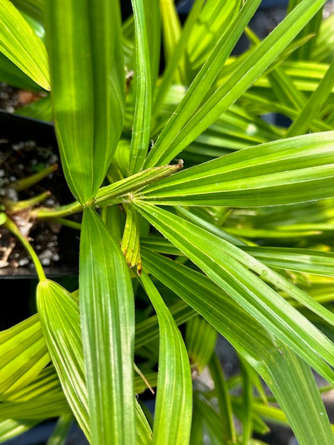 Trachycarpus wagnerianus x fortunei (Dwarf Windmill Palm)
