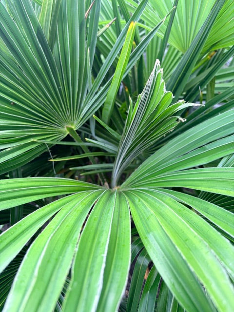 Trachycarpus wagnerianus x fortunei (Dwarf Windmill Palm)