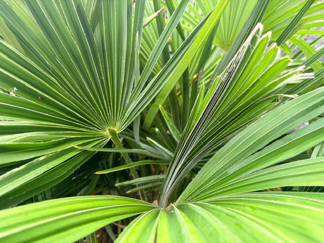 Trachycarpus wagnerianus x fortunei (Dwarf Windmill Palm)