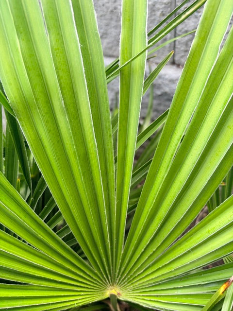 Trachycarpus wagnerianus x fortunei (Dwarf Windmill Palm)