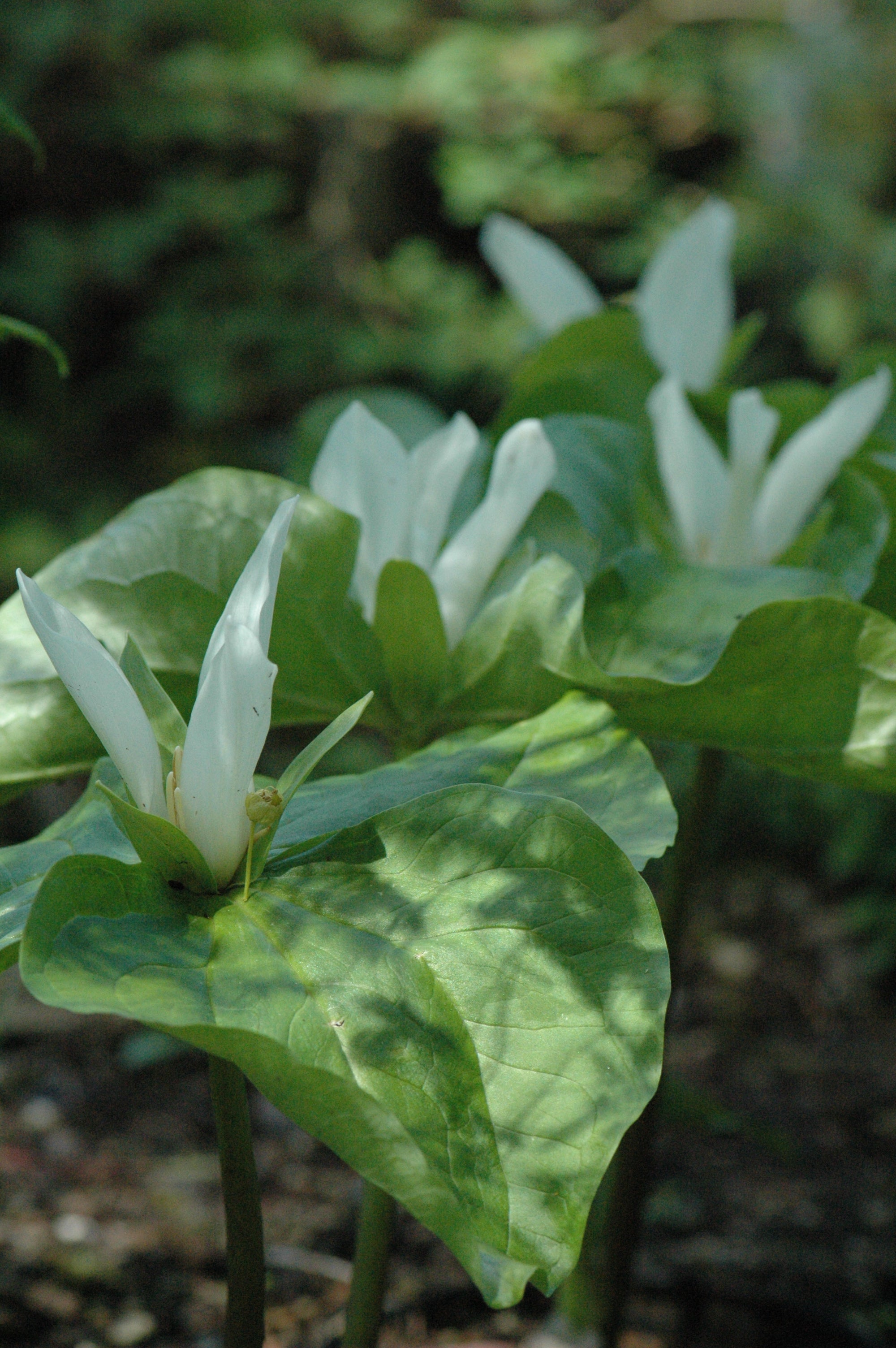 Trillium albidum  (Wakerobin)