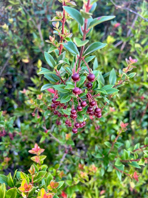 Ugni molinae (Chilean Guava)