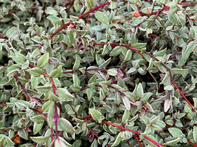 Ugni molinae 'Flambeau' (Chilean Guava)