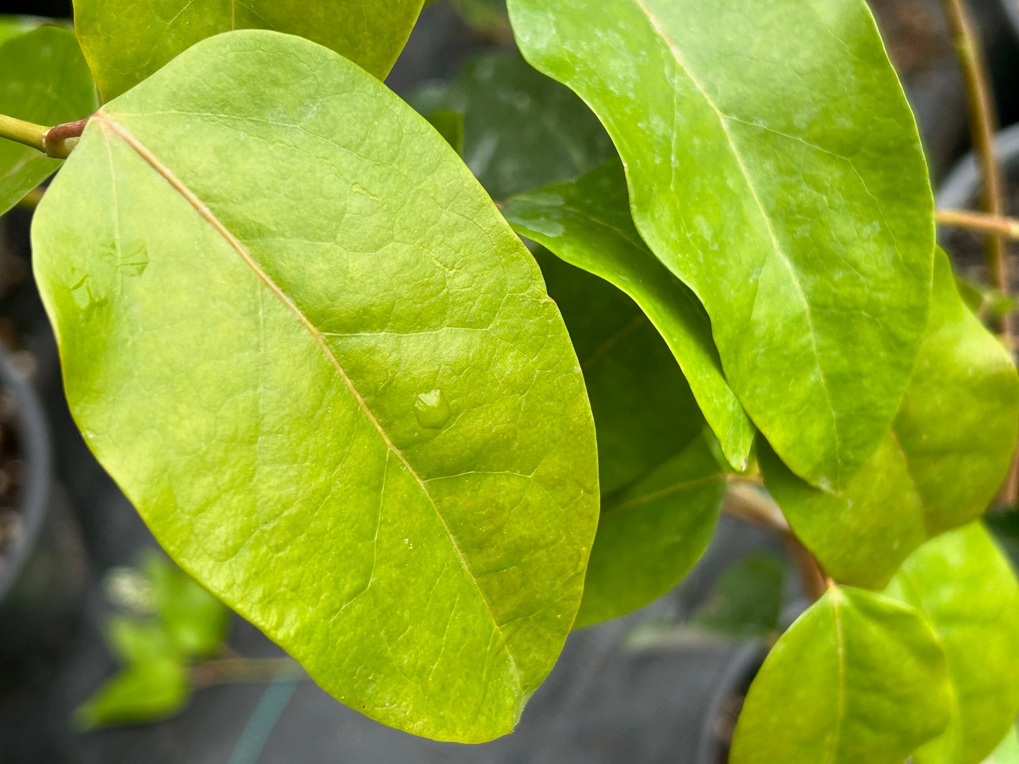 Uocodendron whartonii (Redbud Hazel)